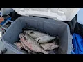 Summer Blue fishing on the Queen Mary