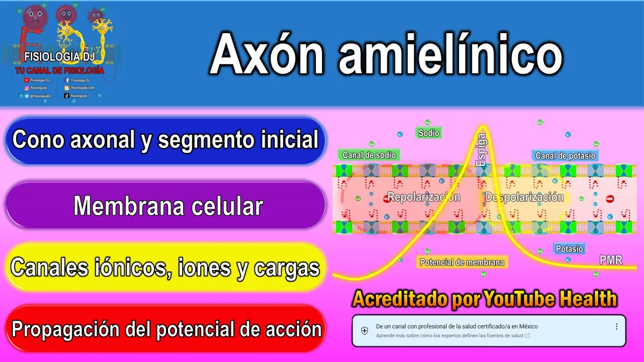 Axón amielínico | Axón neurona | Axones amielínicos | Conducción saltatoria del potencial de acción