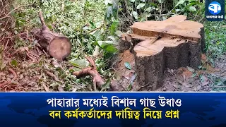 লাউয়াছড়ায় বন বিভাগের পাহারার মধ্যেই উধাও বিশাল সেগুন গাছ!| Teak Tree Stolen Lawachara | Kaler Kantho