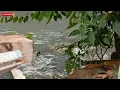 DENNY CAKNAN FEAT. NIKEN SALINDRY - SIGAR (OFFICIAL LIVE MUSIC VIDEO) | DC MUSIK