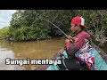 Download Lagu AKHIRNYA UDANG GALAH PENUNGGU SUNGAI MENTAYA TERSELAMATKAN SETELAH PERJALANAN PANJANG