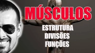 Sistema Muscular: Estrutura, divisões e funções dos músculos esqueléticos - VídeoAula 021