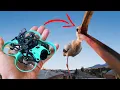 Download Lagu АИСТ СЪЕЛ МОЙ МИКРО FPV ДРОН!