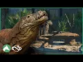 Building the Entire Facility for the KOMODO DRAGONS in the Elm Hill City Zoo Planet Zoo
