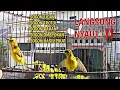 Download Lagu SOGON IJOAN NGRIWIK‼, KURANG DARI 1 MENIT SOGON IJOAN / TROTOL MANAPUN LANGSUNG NYAUT DENGAR INI