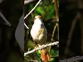 Download Lagu SUARA TEMBAKAN BURUNG SIKATAN LONDO DI HUTAN | NIGHTINGALE #birds #shorts #sikatanlondo #nightingale