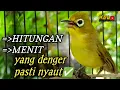 CIAK CIAK JOSS KECIAL KUNING AMPUH||PANCINGAN KECIAL MALAS BUNYI||