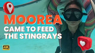 🌴 The Ultimate Moorea Travel Guide: Activities & Adventures 🌴