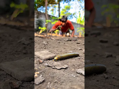 Don't laugh, this guy climbed a tree just because he got creeped out by a yellow millipede