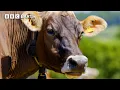 How Do Cows Have Super Senses Secret Life of Farm Animals BBC Earth