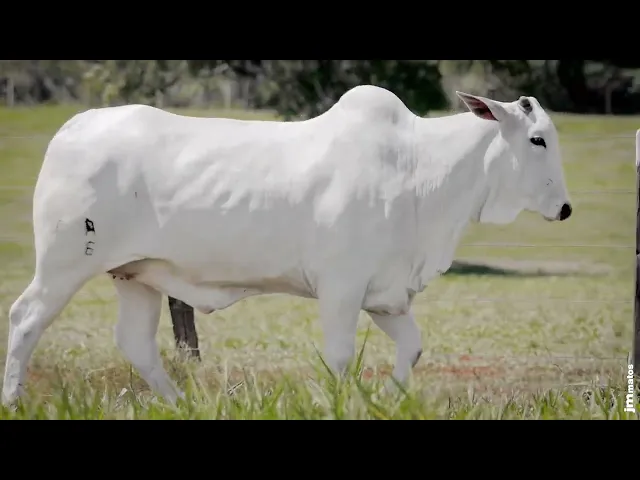 Novilha Nelore AFOM - 4326