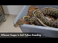 Stages of BALL PYTHON breeding - Volume 1