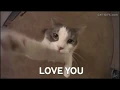 Crazy Cute Cats Funny Cat Gifs Compilation