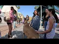 Download Lagu Cash 2.0 Great Dane at The Grove and Farmers Market in Los Angeles 112