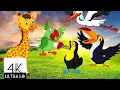 Download Lagu Suara burung laut yang lucu