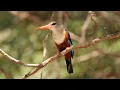 Download Lagu Grey-headed Kingfisher in Kenya.