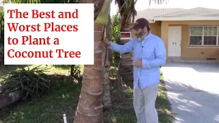 Download The Best and Worst Places To Plant a Coconut Tree MP3