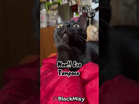 Cuando los niños se ponen tikismikis con la comida 😸 #cat #gatos #humor #humorgatos #michis #chiste