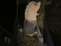 Download Lagu Large and in charge #pig #pigs #animal #funnypig #cute #funnyanimal #minipig