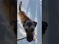 Bubba the Gentleman