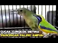 Download Lagu Cucak Cungkok Betina Gacor || Pancingan Paling Jitu Bikin Cucak Cungkok Macet Bunyi Lagi