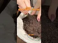Download Lagu How to Brew Your Tea — Step 1🍵  #tea
