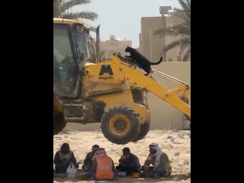 كاد يفعلها القط