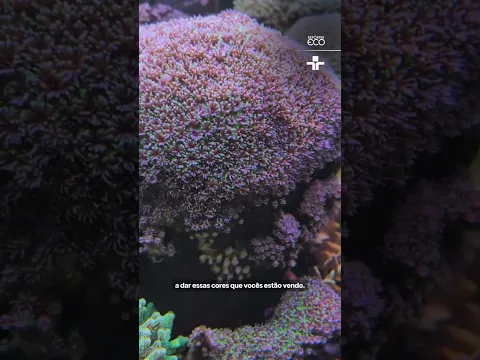 #Shorts | Aquecimento dos oceanos acelera o branqueamento dos corais