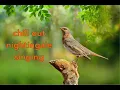 Download Lagu Unforgettable Nightingale Singing From Depression