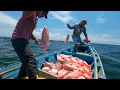 Download Lagu Di Serbu ikan kakap merah Mancing di laut