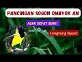 PANCINGAN SOGON BAHAN DARI OMBYOKAN AGAR CEPAT BUNYI