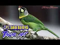 Download Lagu MP3 SUARA BURUNG TAKUR API | MASTER KICAU