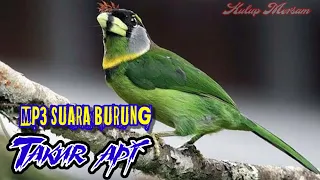 Download MP3 SUARA BURUNG TAKUR API | MASTER KICAU MP3