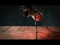 The deadliest animal in the world