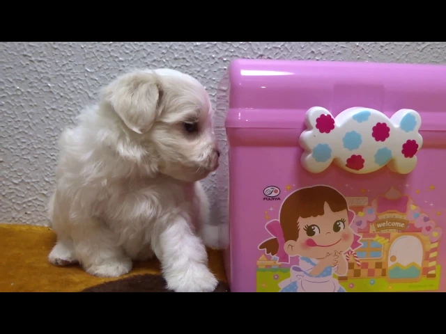 動画