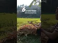 Download Lagu setara gajih UMR |  cuma jualan daun pisang kering di toko onlen