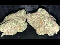 London Jelly Strain Review