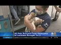 40 Pets Rescued From Hurricanes In Louisiana Brought To Long Island