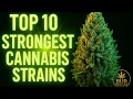 The 10 Most Powerful Cannabis Strains Ever An Educational