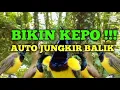 Download Lagu Suara pikat sogok ontong new || sekali putar sogon liaran langsung pada kumpul