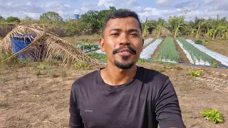 Comprei um Terreno e Estou Transformando em uma Área de Produção Incrível!