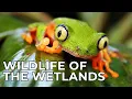 Lagu Wereld van de Wildernis | Aflevering 8: De Moerassen | Gratis documentaire Natuur