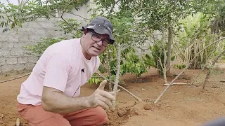 15 kilos de mandioca em um pé so