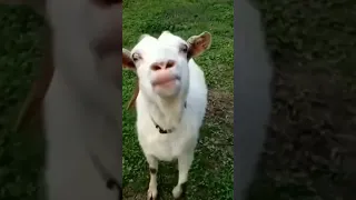 ماعز مضحك جدا  ماعز مضحك جدا