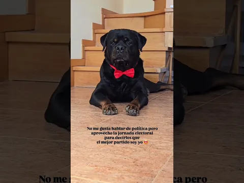 My Rottweiler Is Getting Married Today! 🐶💍