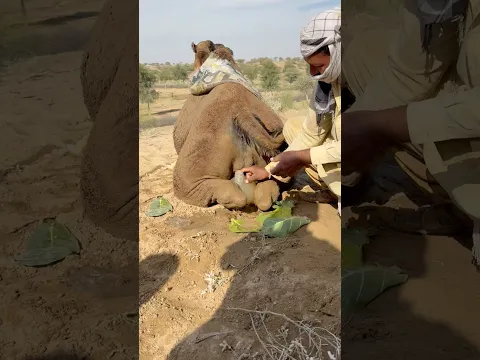 راعي الإبل يُفرغ الماء من القِربة المثبّتة بين رجلي الجمل الخلفيتين لتبريد جسمه تحمّل حرارة الصحراء