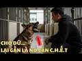 Download Lagu Không Ai Dám Nhận Nuôi Chú Chó Dữ Và Nguy Hiểm Này Cho Đến Khi Người Đàn Ông Xuất Hiện