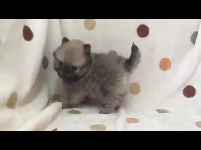 動画