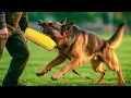 German Shepherd Protection Training Ultimate Guide How to Start Safely