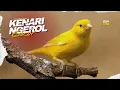 Download Lagu Kenari Gacor Full Isian Masteran Full Tembakan Jernih